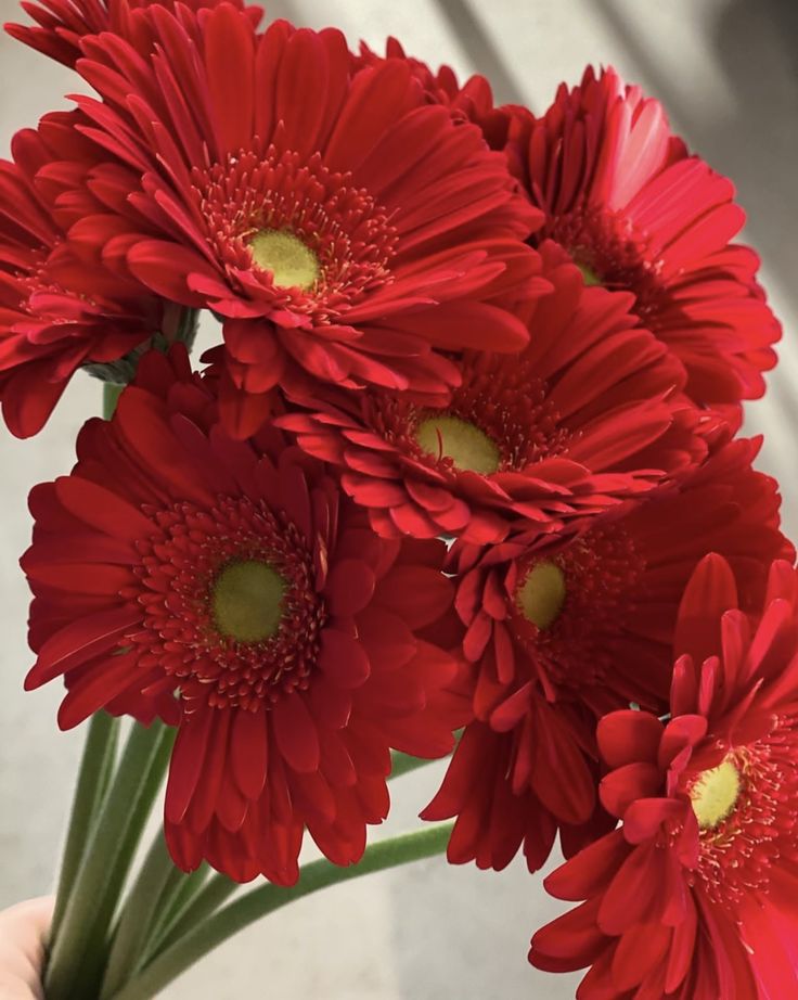 Gerberas